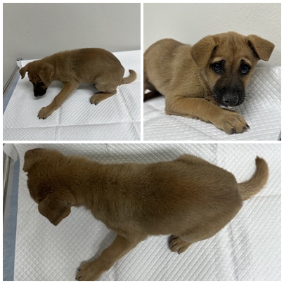 보호중 믹스견의 가…